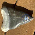 Shea the Marble Shark Tooth