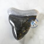 Shea the Marble Shark Tooth - Image 2