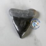 Shea the Marble Shark Tooth - Image 3