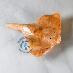 Misha the Marble Stingray