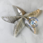 Idalia the Marble Starfish