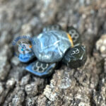 Eve the Marble Turtle - Image 2