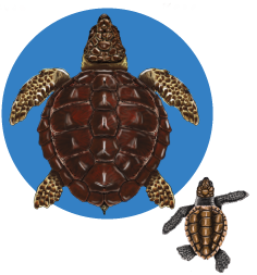 LOGGERHEAD-1