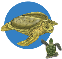 FLAT-BACK-TURTLE